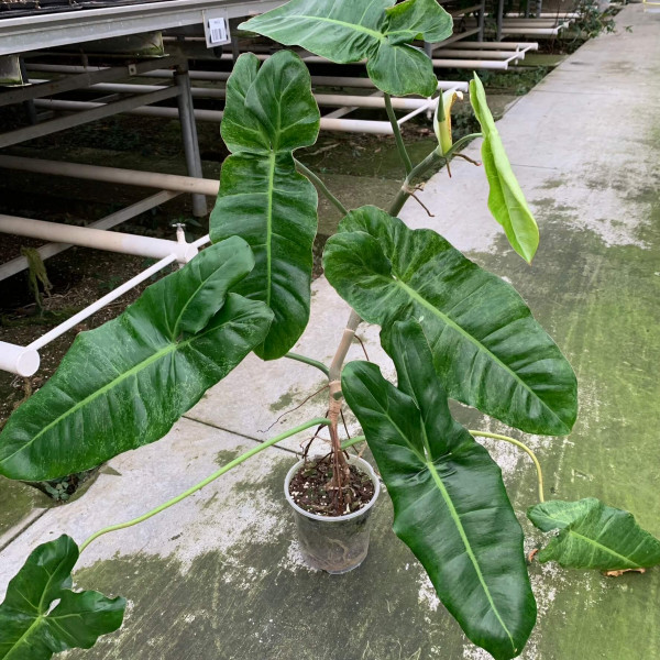Philodendron Paraiso Verde XL - B