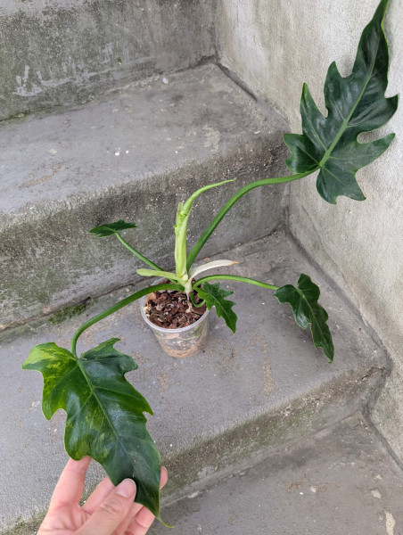 Philodendron radiatum variegata - B