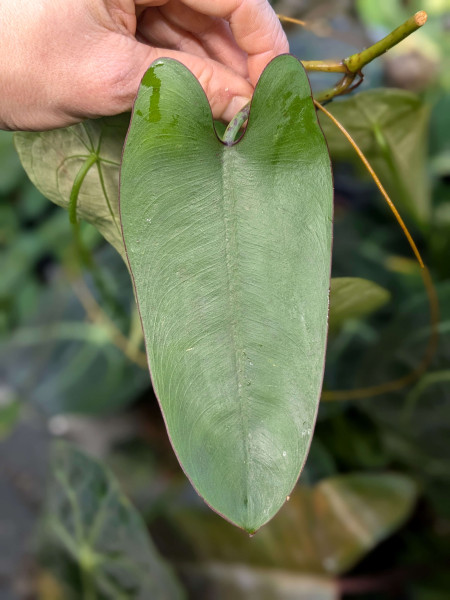 Philodendron recurvifolium - stem cutting