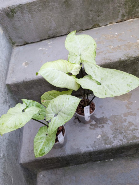 Syngonium Oregano