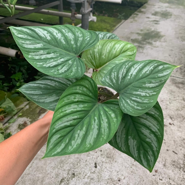 Philodendron Mamei – B