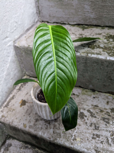 Philodendron heterocraspedon x scherberichii - B