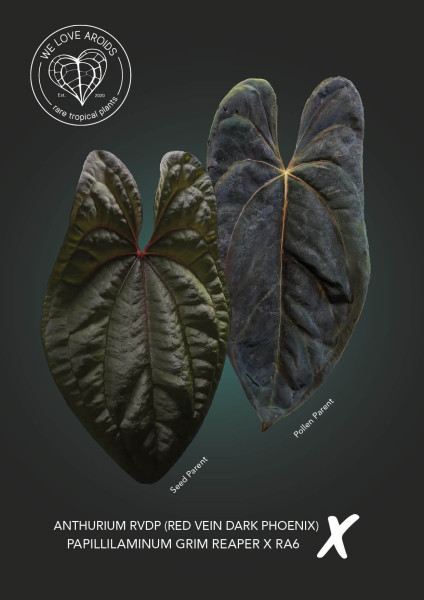 Anthurium RVDP x (papillilaminum Grim Reaper x RA6)