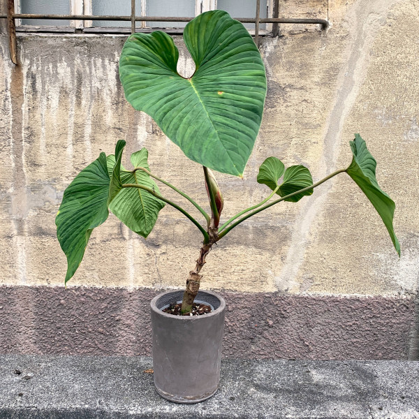 Philodendron verrucapetiolatum - XXL