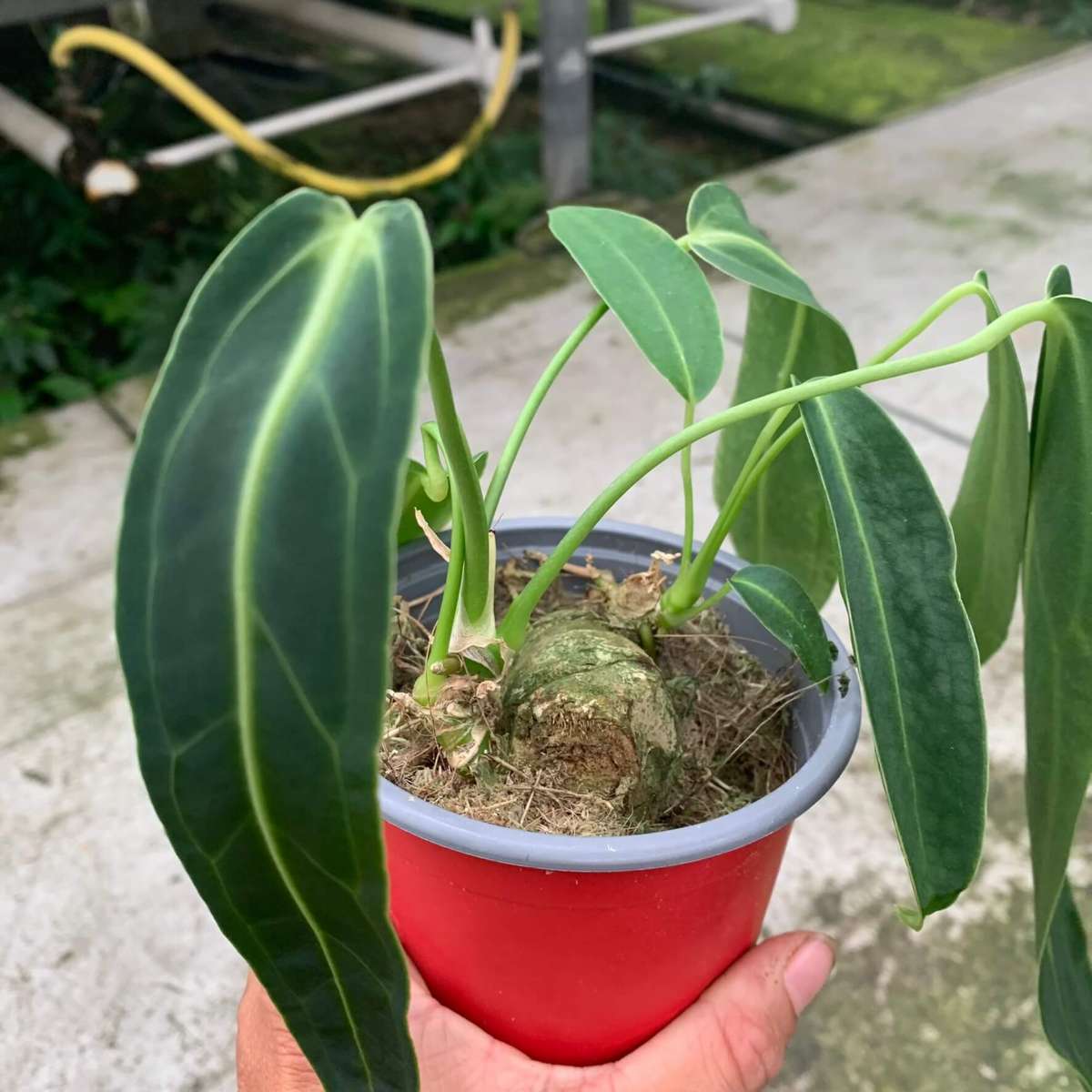 その他観葉植物 Anthurium warocqueanum 001 Anthurium warocqueanum small – A | Anthurium | Plants | We Love Aroids