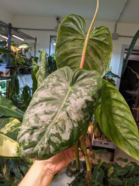 Philodendron brandtianum wild form - Topcut