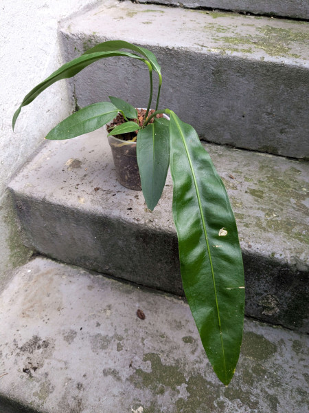 Anthurium sp morona - B