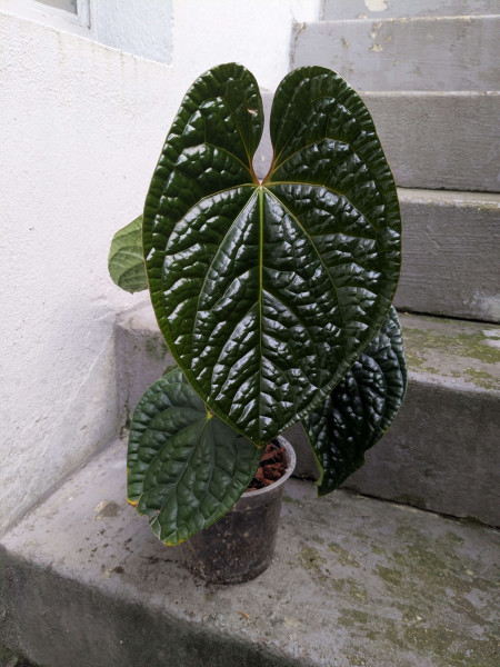 Anthurium luxurians - A