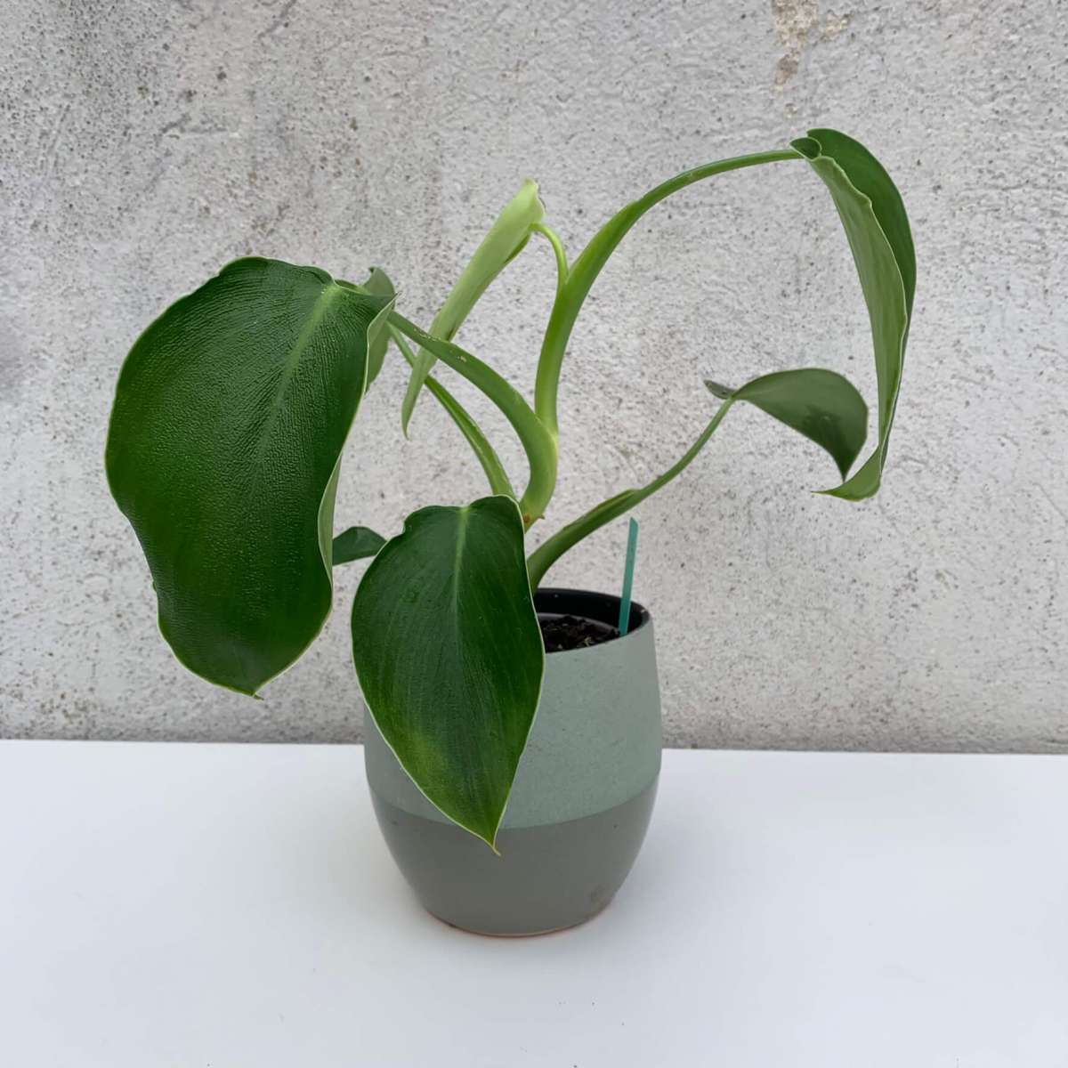 Philo Rugosum Philodendron rugosum | Philodendron | Plants | We Love Aroids