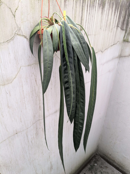 Anthurium wendlingeri XXL - A