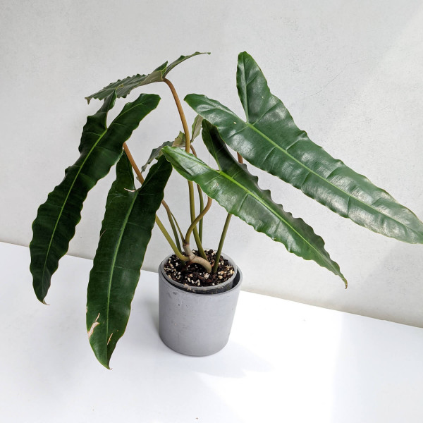 Philodendron atabapoense x billietiae – XL