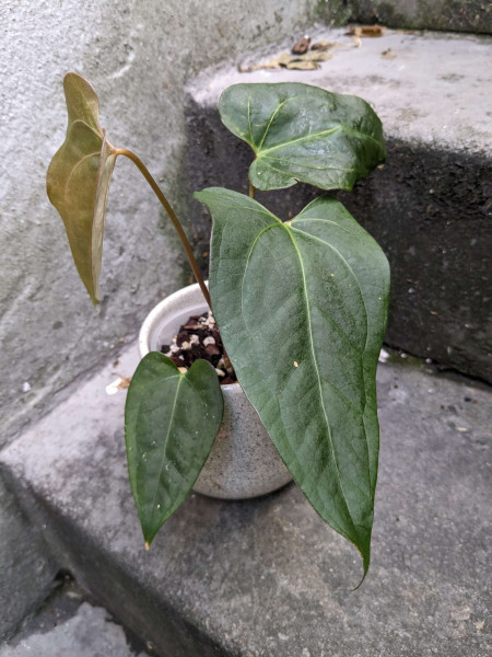 Anthurium papillilaminum X1 x portillae indo dark - B