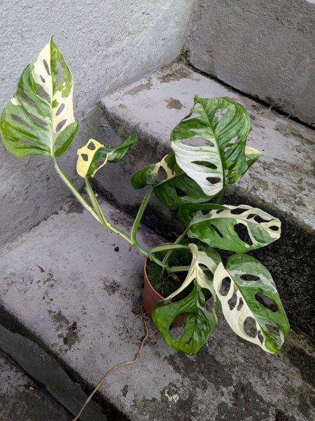 Monstera adansonii variegata - G