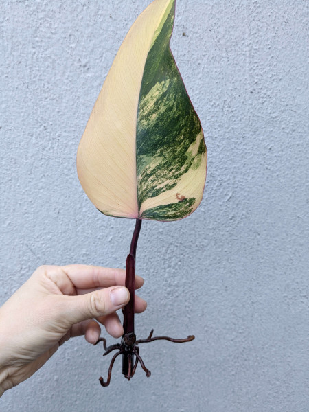 Philodendron Strawberry Shake - Stem cutting - A