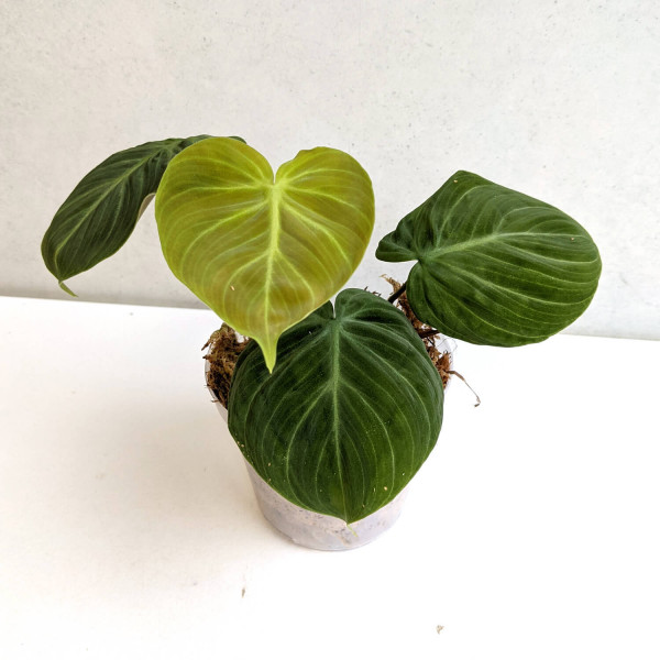 Philodendron el choco red / rubrijuvenilum – Babyplant A