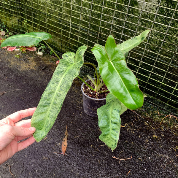 Philodendron Paraiso Verde – small – A