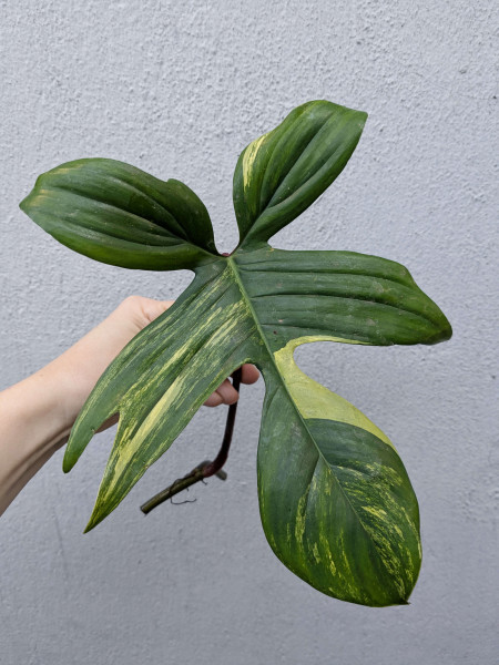 Philodendron Florida Beauty - Stem cutting - D