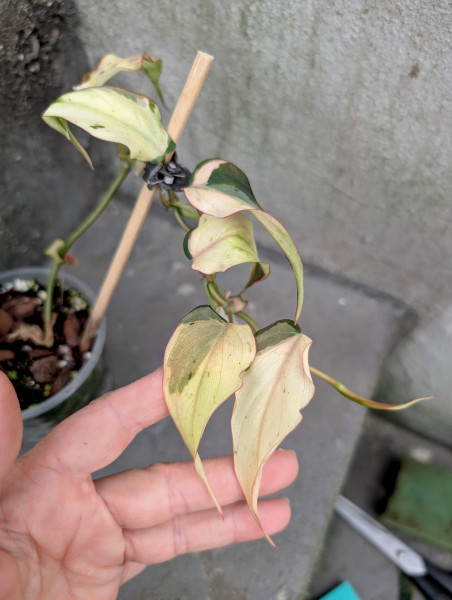 Philodendron micans pink mint marble variegata - B