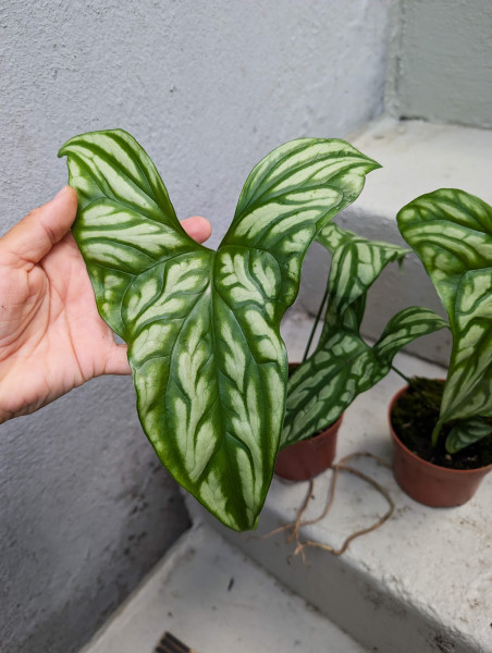 Cercestis Mirabilis