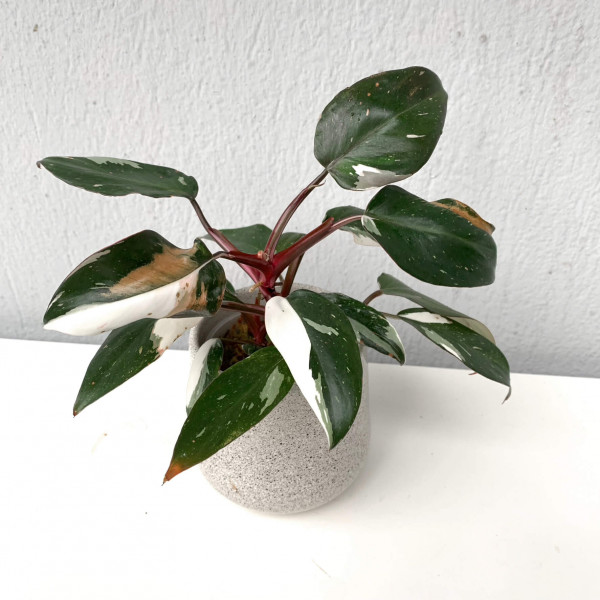 Philodendron Red Anderson variegata - B