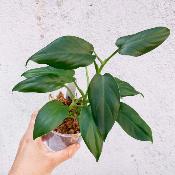 Philodendron oxapapense aff