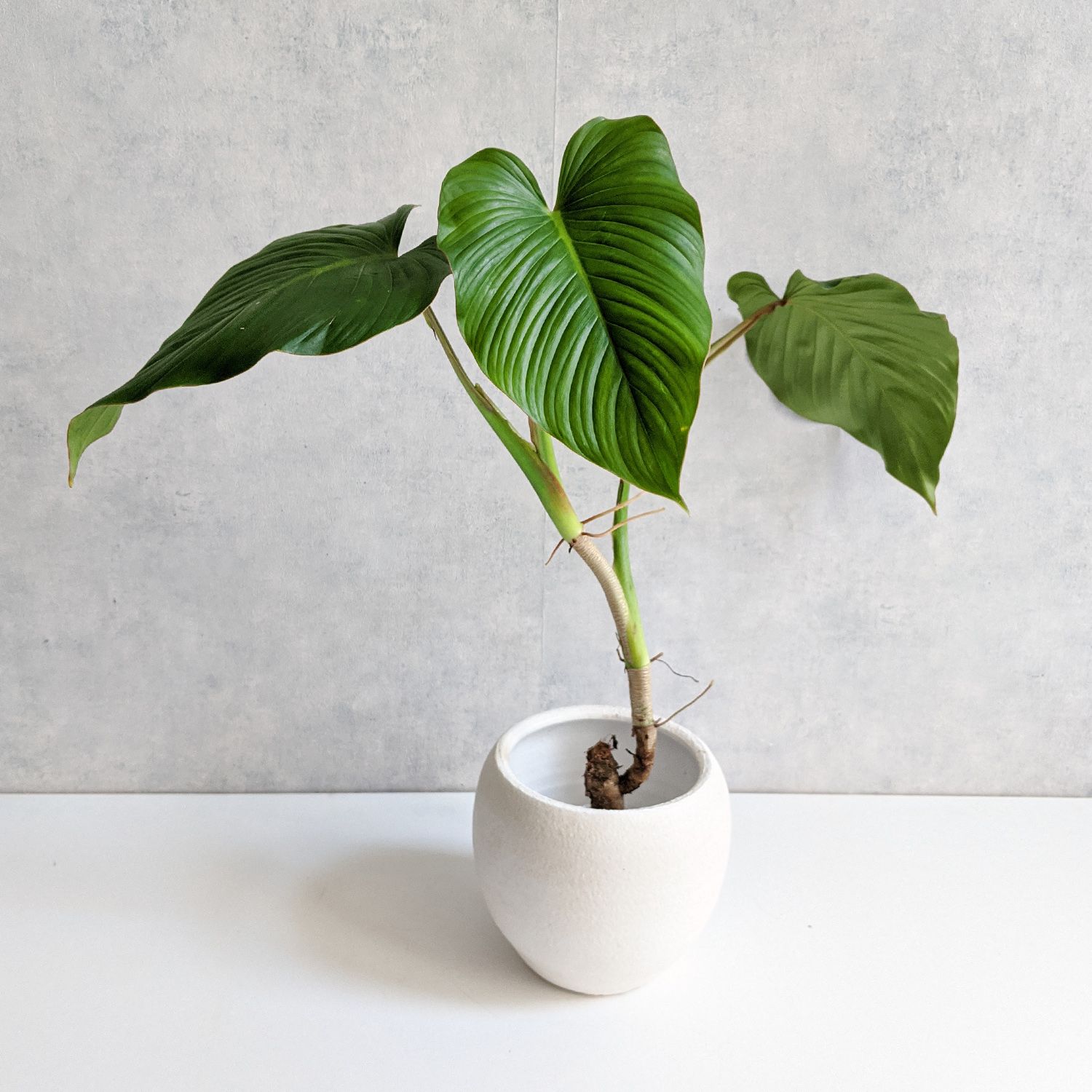 Philodendron Alatiundulatum A | Philodendron | Plants | We Love Aroids