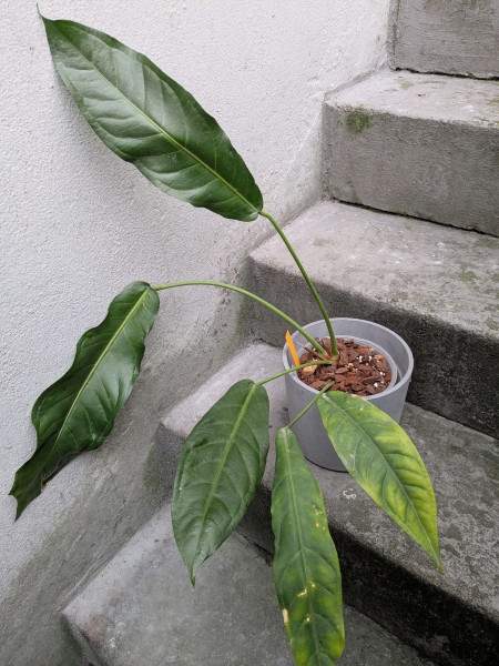 Anthurium pendulifolium - A