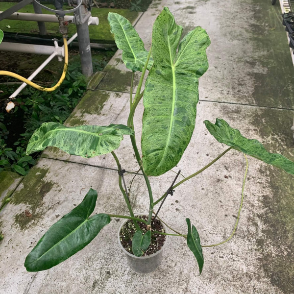 Philodendron Paraiso Verde Big – A