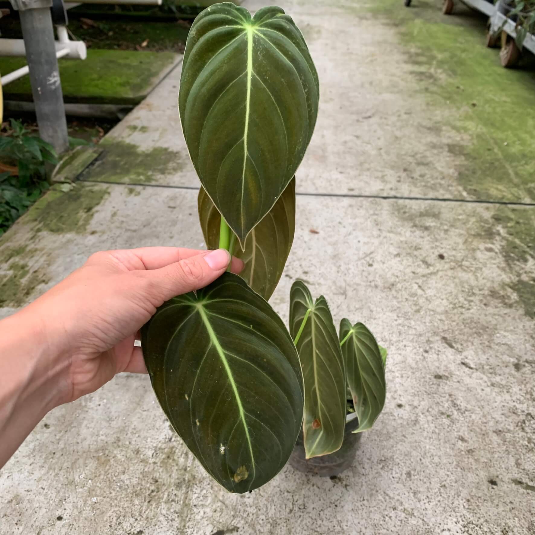 Philodendron melanochrysum small A Philodendron Pflanzen We