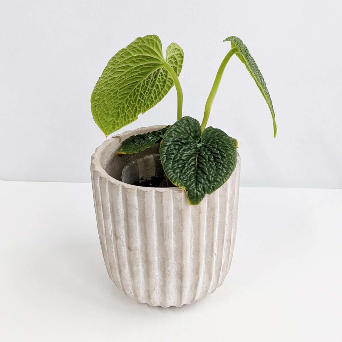 elephant ear plant inside Alocasia Regal Shields