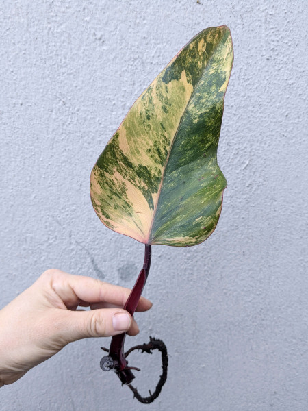 Philodendron Strawberry Shake - Stem cutting - B