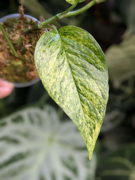 Epipremnum pinnatum mint - Stem Cutting