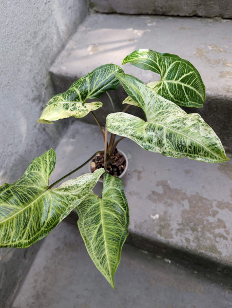Syngonium Batik variegata - B