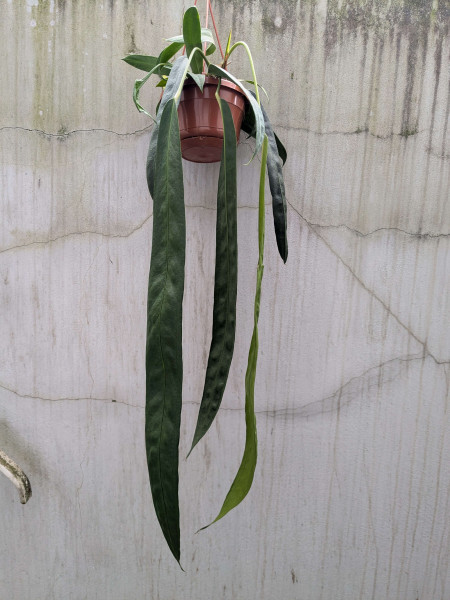 Anthurium wendlingeri XXL - C