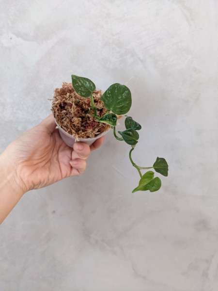 Philodendron brandtianum – B - Babyplant