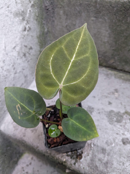 Anthurium forgetii silver x (papillilaminum x KoS) - selected Seedling C