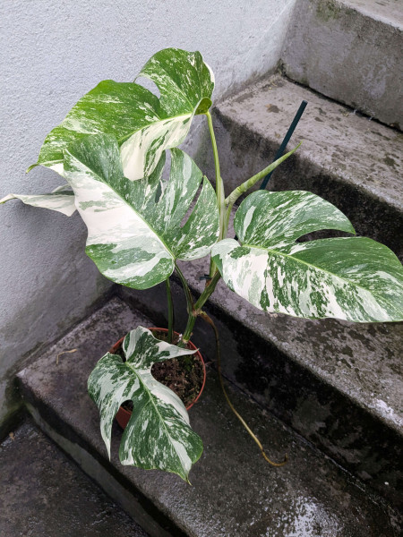 Monstera variegata - B