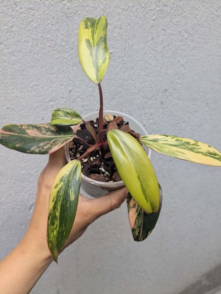 Philodendron Strawberry Shake small - A