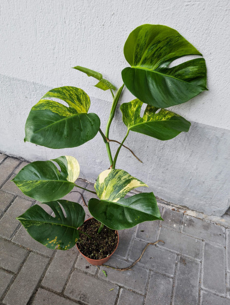 Monstera aurea variegata - I