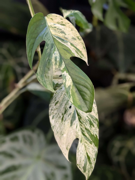 Epipremnum pinnatum marble - Top Cutting