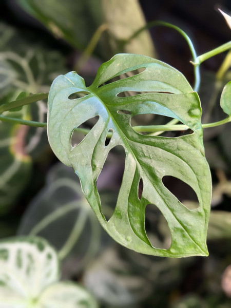 Monstera sp tena - Stem cutting