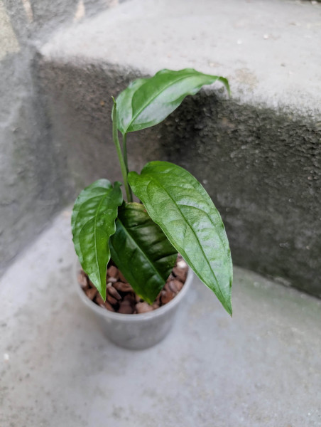 Monstera obliqua amazonica - B