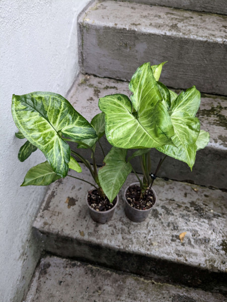 Syngonium Green Beauty