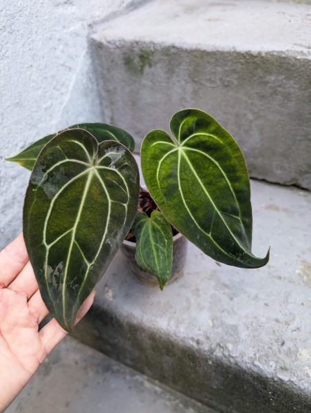 Anthurium Red Magnificum x (RVDP x carlablackiae) - A