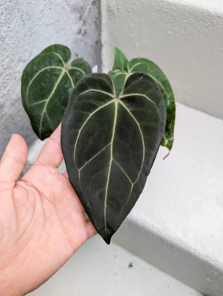 Anthurium Black Sweet self x Red Spider - selected plant B