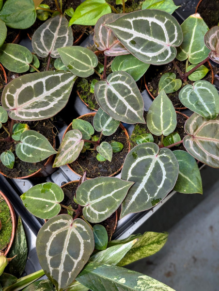 Anthurium Red Crystallinum - small