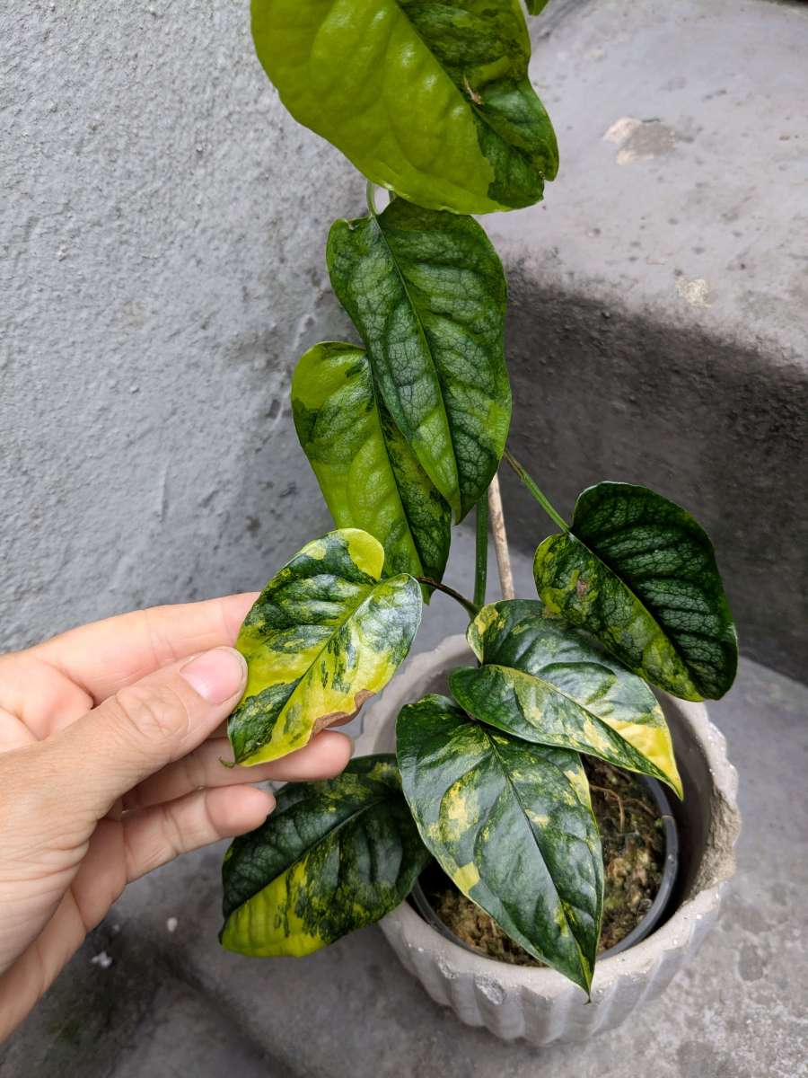 Monstera siltepecana variegata - F | Variegated Plants | Plants