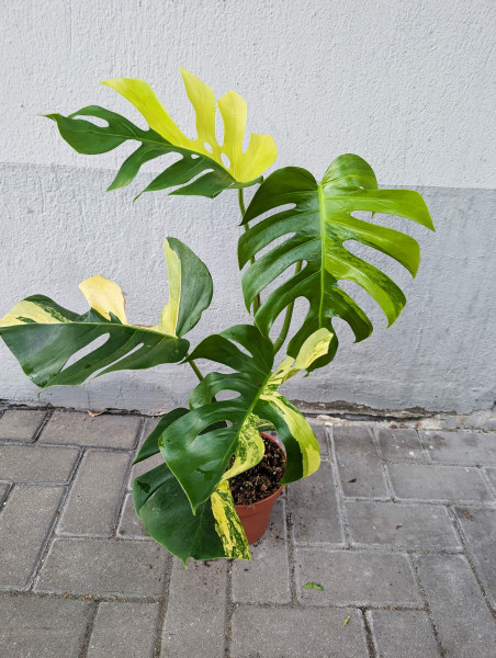 Monstera aurea variegata - H