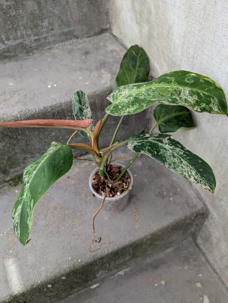 Philodendron Whipple Way marble variegata