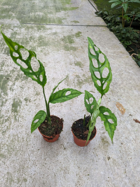 Monstera obliqua - small